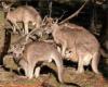 Large populations of Emus